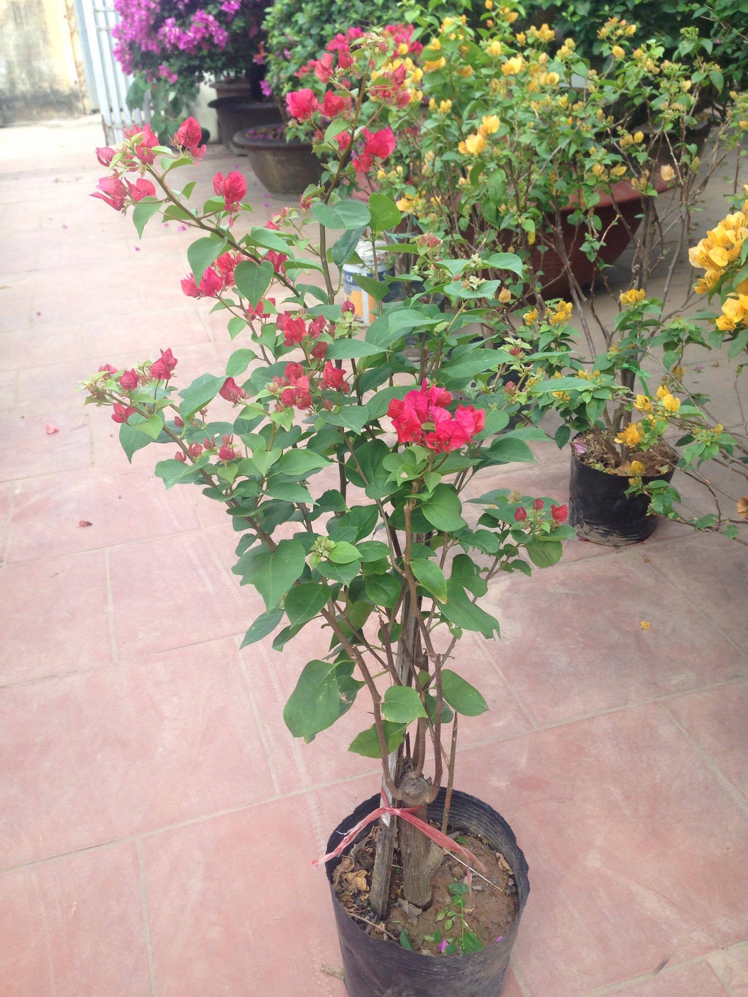 Hoa giấy màu vàng và đỏ rực rỡ