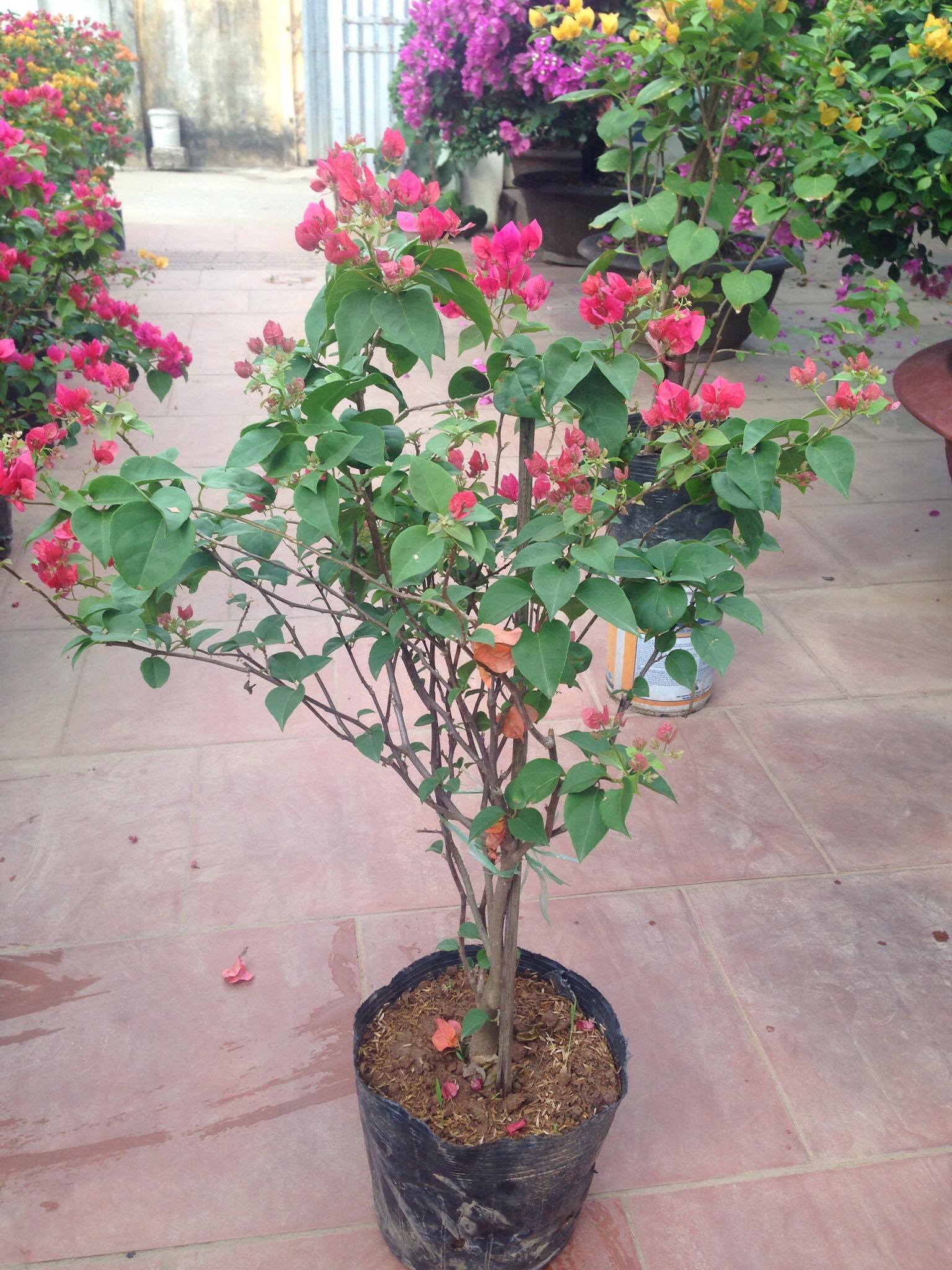 Hoa giấy màu vàng và đỏ