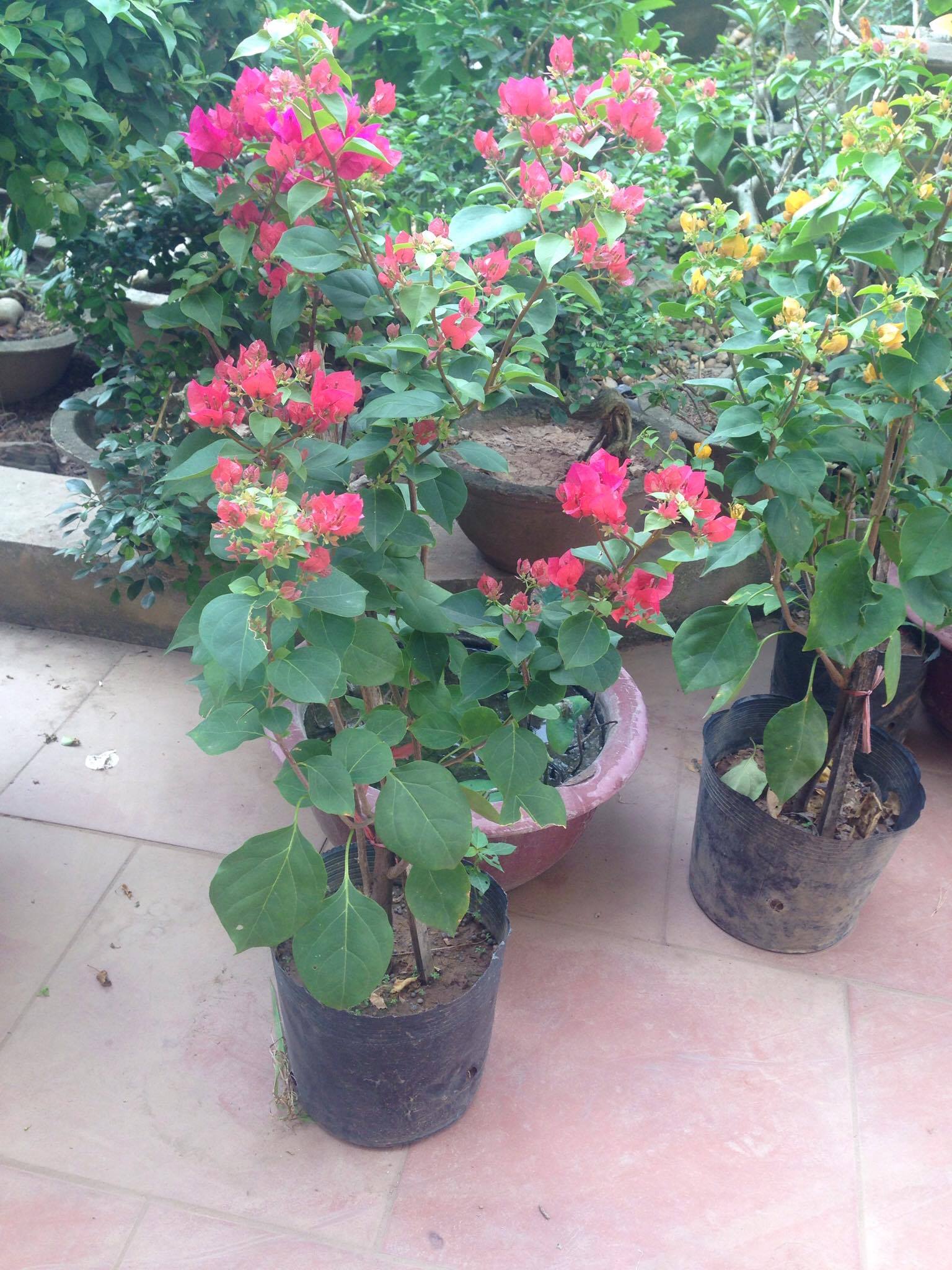 Hình ảnh hoa giấy đa màu sắc