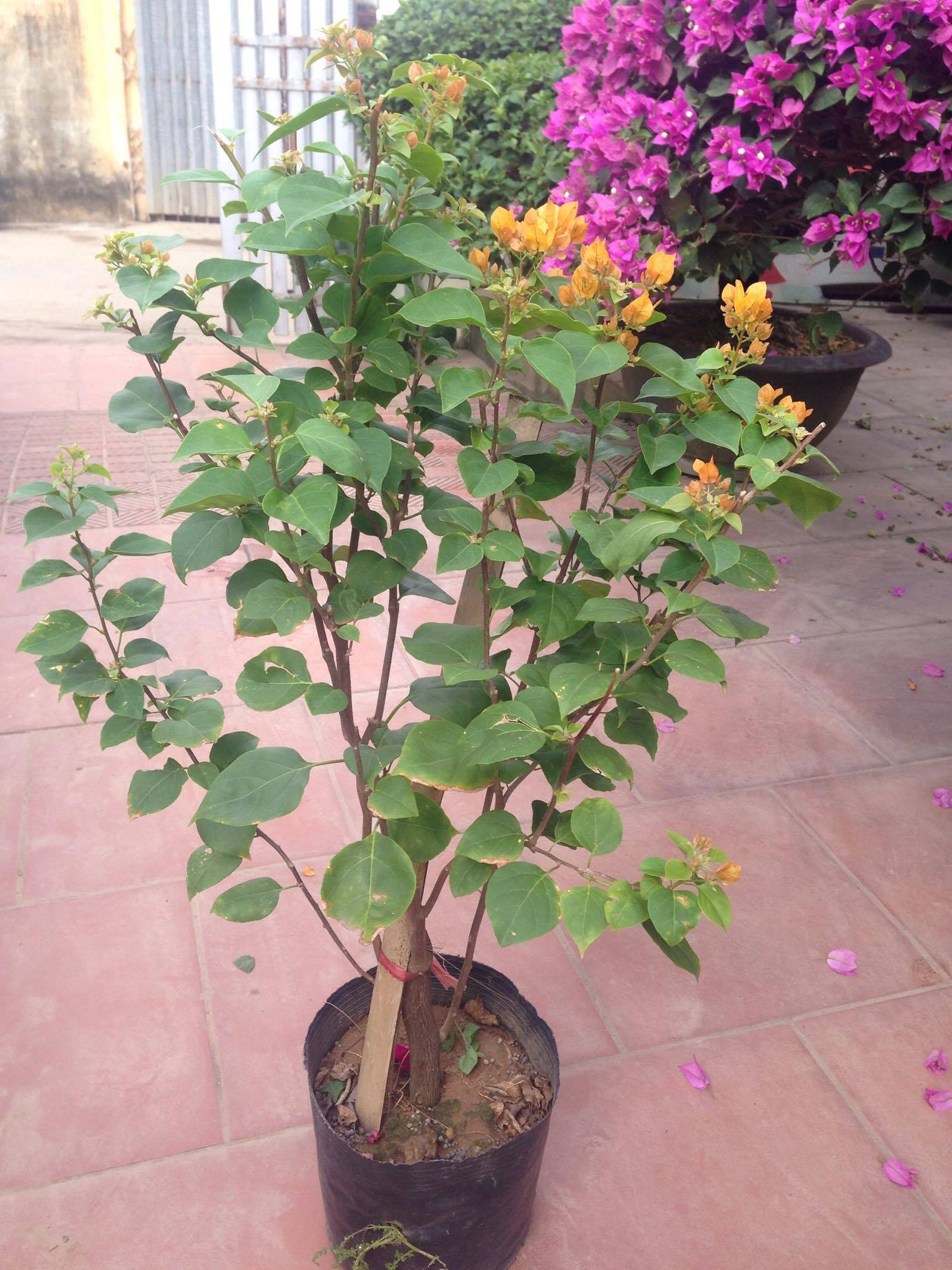 Hoa giấy vàng đỏ