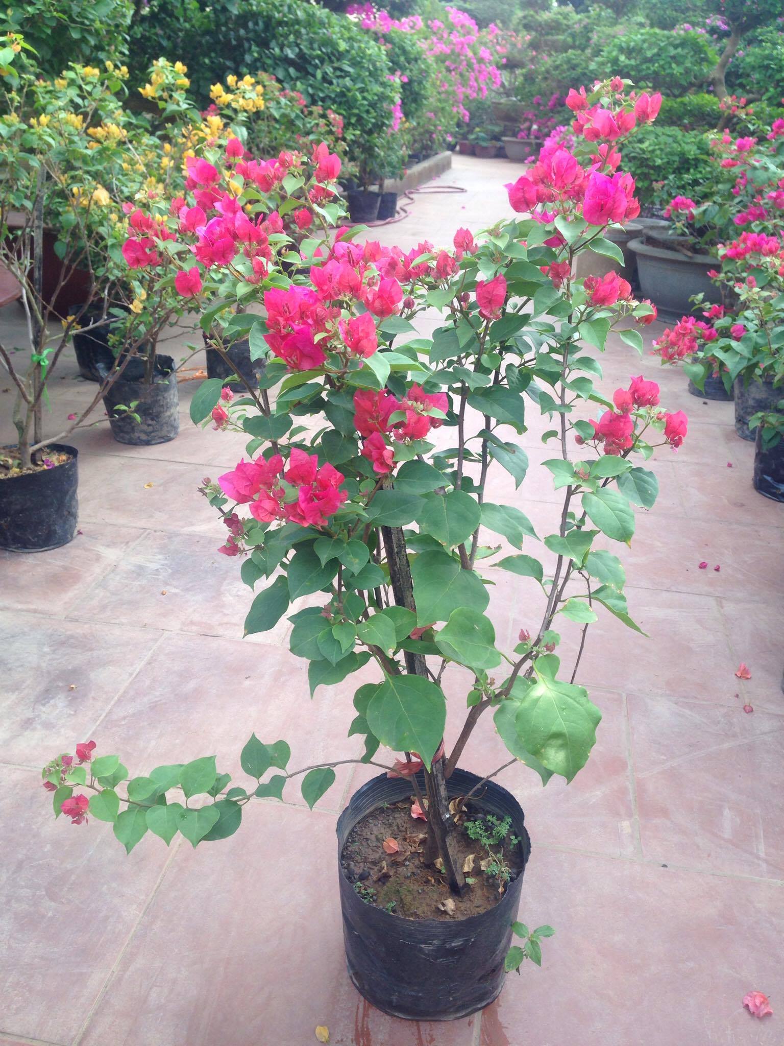 Hoa giấy màu vàng đỏ