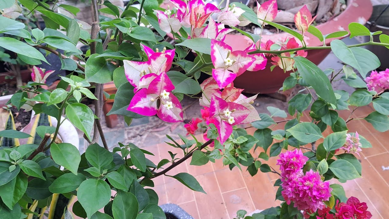 Cây hoa giấy nở rực rỡ dưới ánh nắng mặt trời