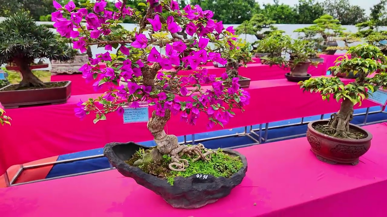 Phân hữu cơ cho hoa giấy