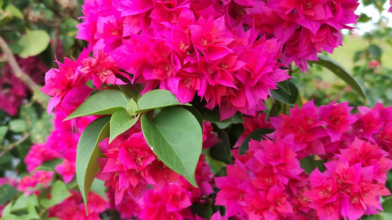 Thuốc trừ sâu cho hoa giấy