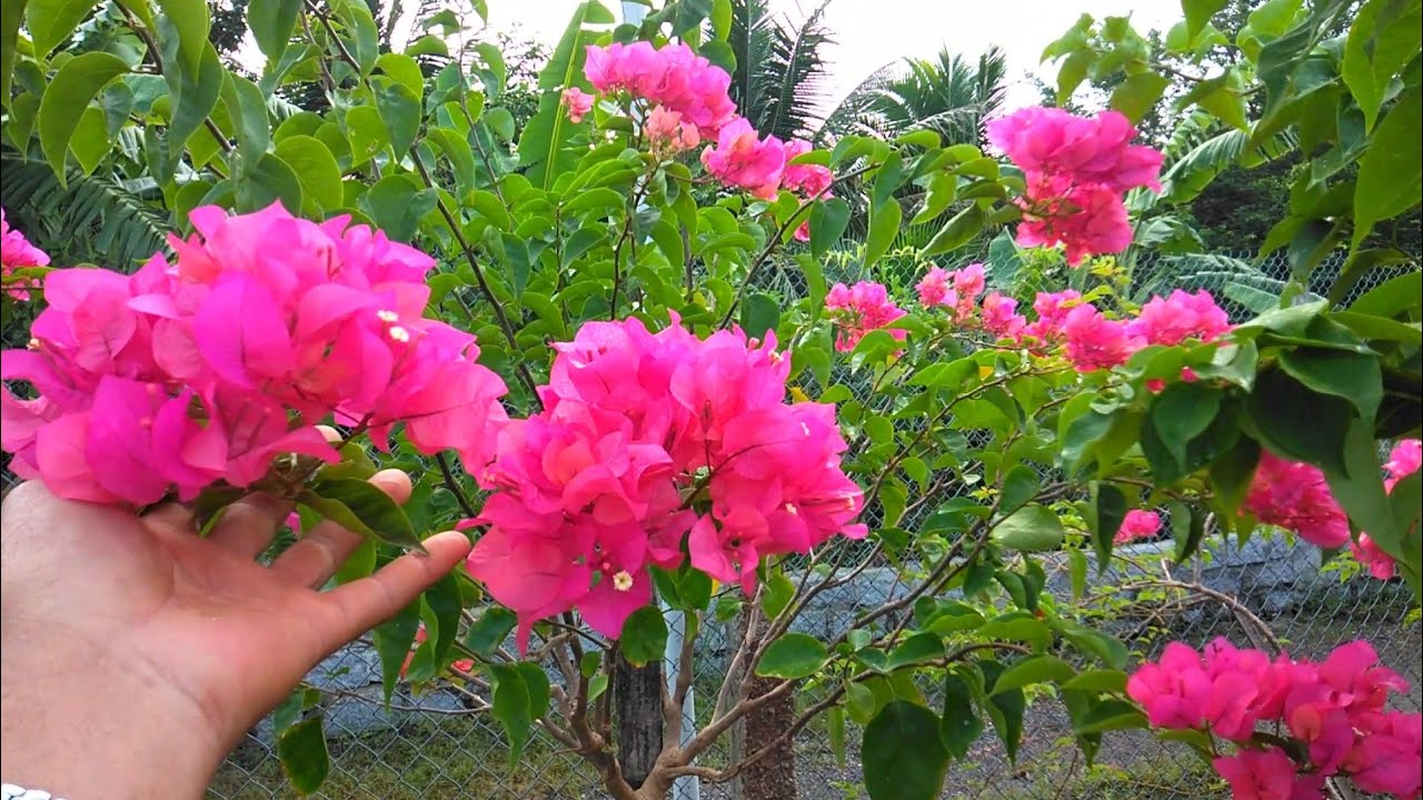 Hoa giấy đang nở rộ