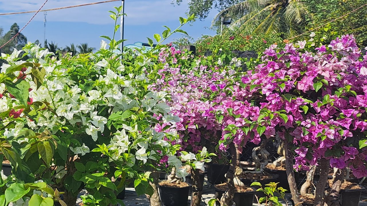 Cận cảnh hoa giấy