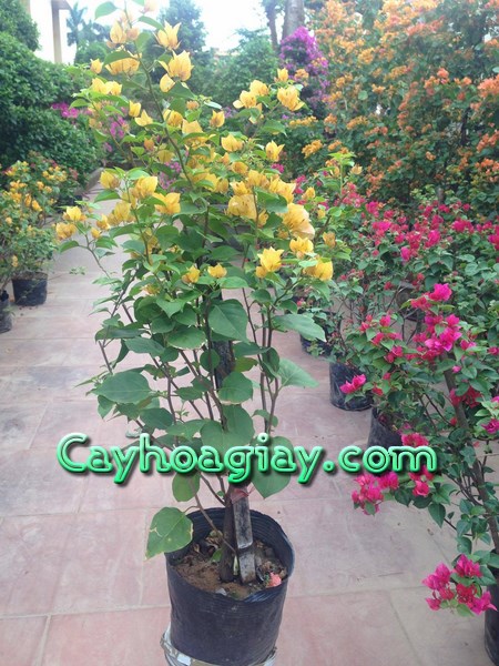 Phân vi sinh cho hoa giấy