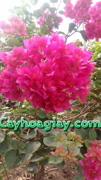 Cổng nhà với hoa giấy đẹp