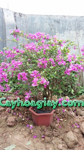 Mua cây hoa giấy ở đâu