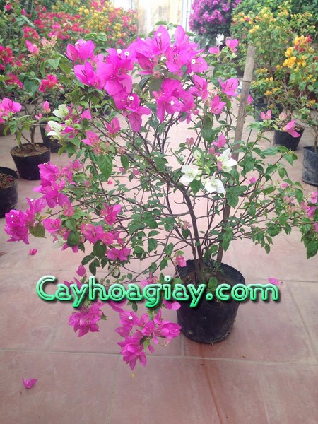 Hoa Giấy Tím Huế