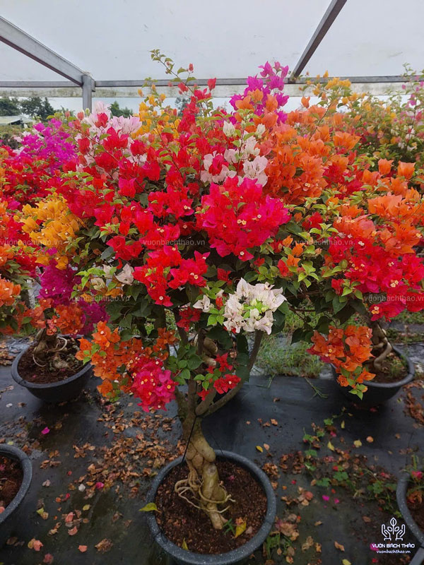 Cửa hàng bán hoa giấy