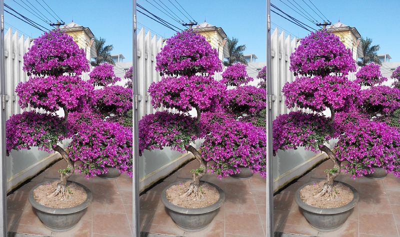 Vị trí trồng cây hoa giấy