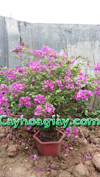 Tưới nước cho cây hoa giấy