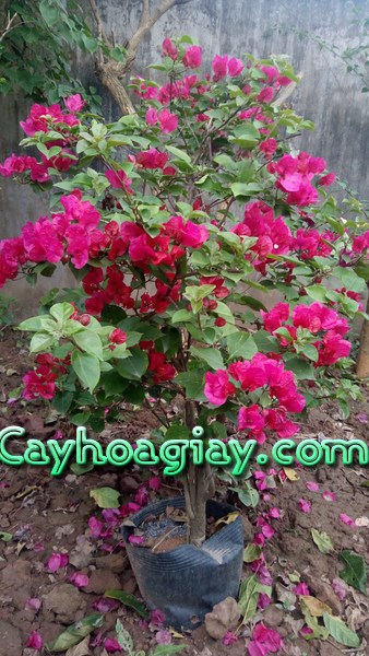 Tưới nước cho cây hoa giấy