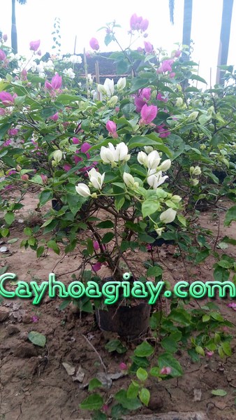 Tưới nước cho cây hoa giấy