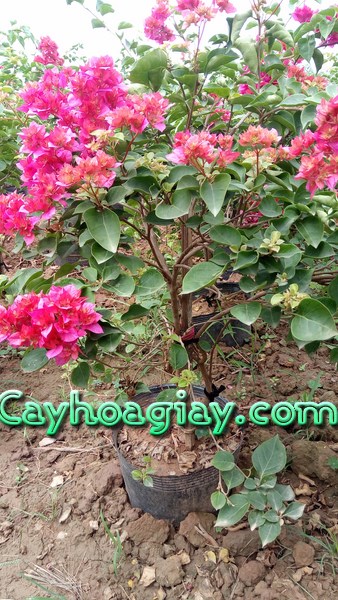 Tưới nước cho cây hoa giấy