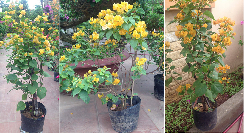 Tạo hình cây hoa giấy vàng