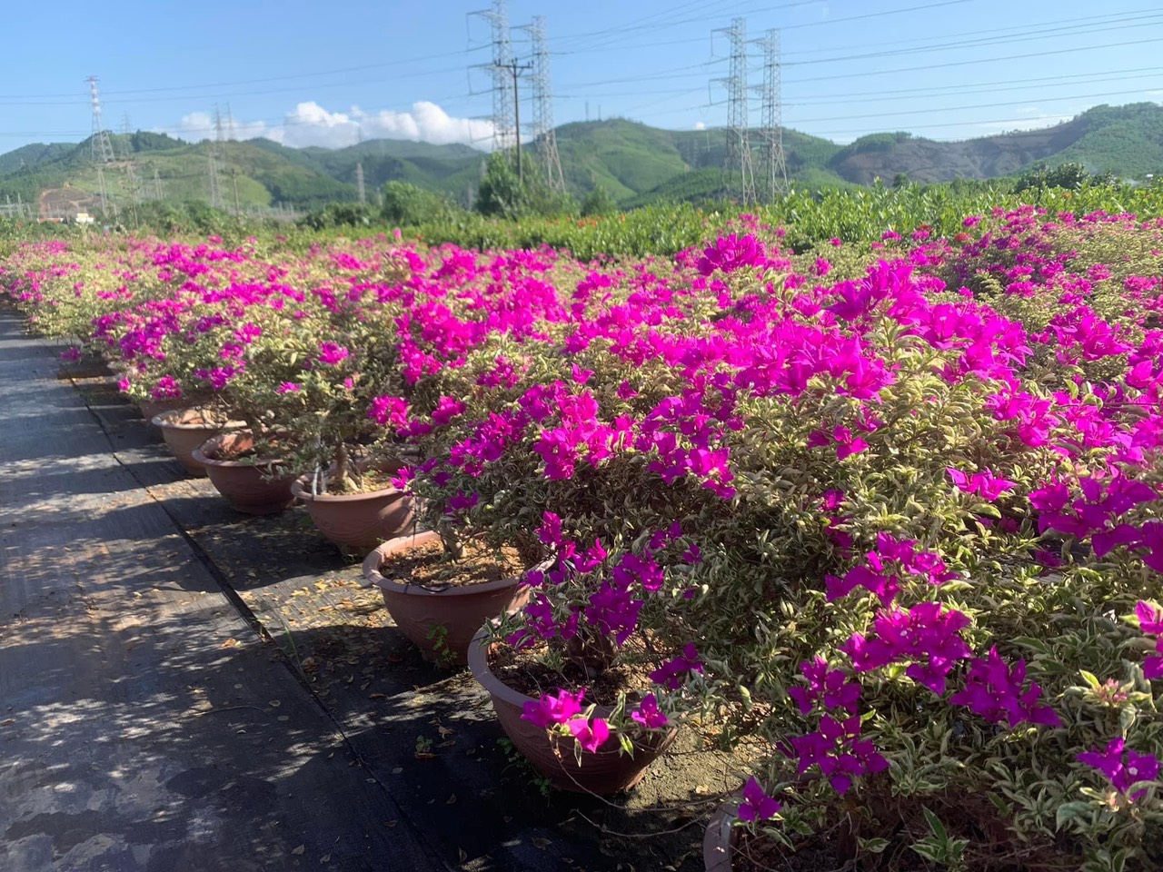 Hoa giấy rực rỡ