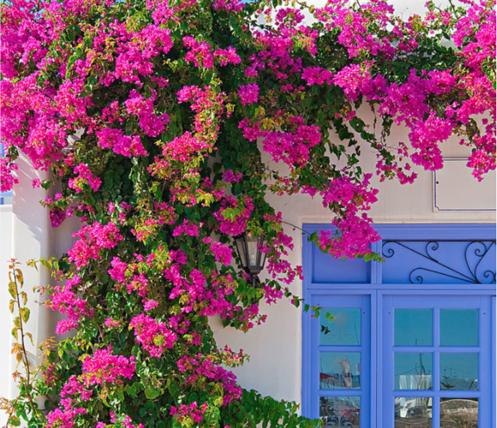 Cắt tỉa cây hoa giấy