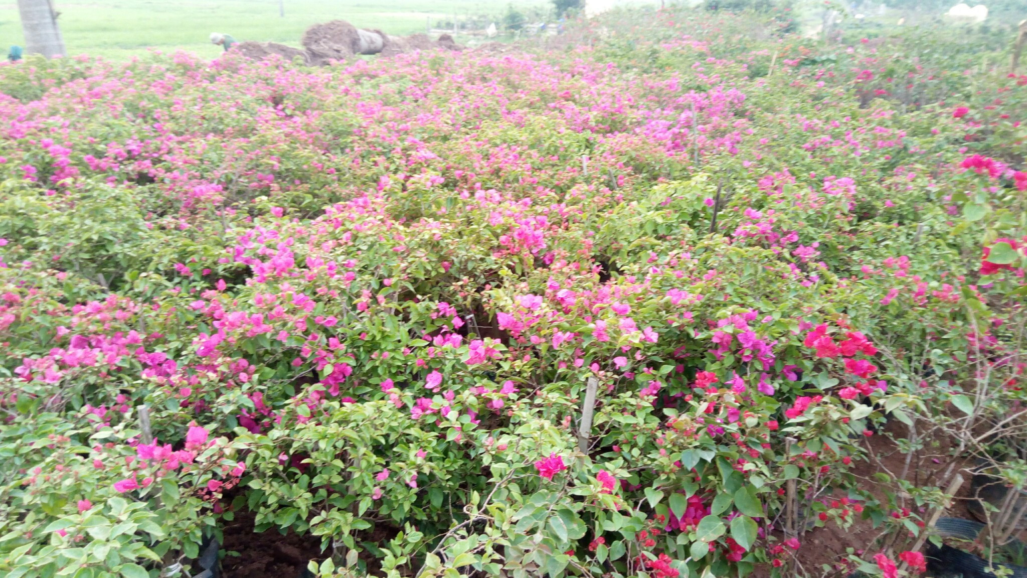 Cây hoa giấy công trình giá rẻ